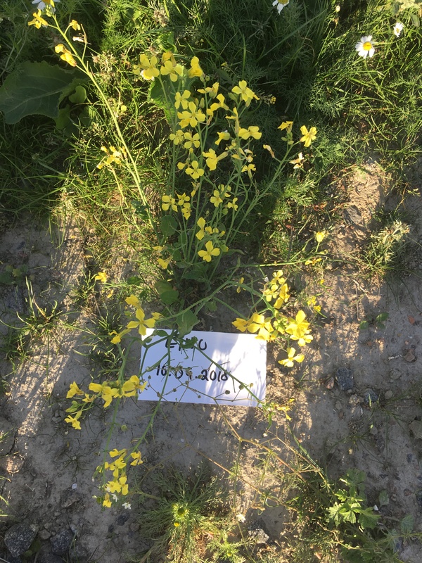 peltoretikka-raphanus-raphanistrum